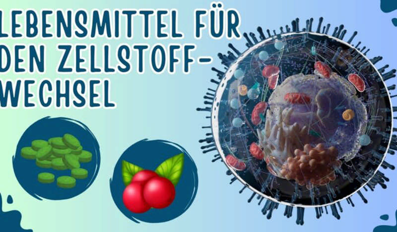 7 Lebensmittel, die gut für den Zellstoffwechsel sind