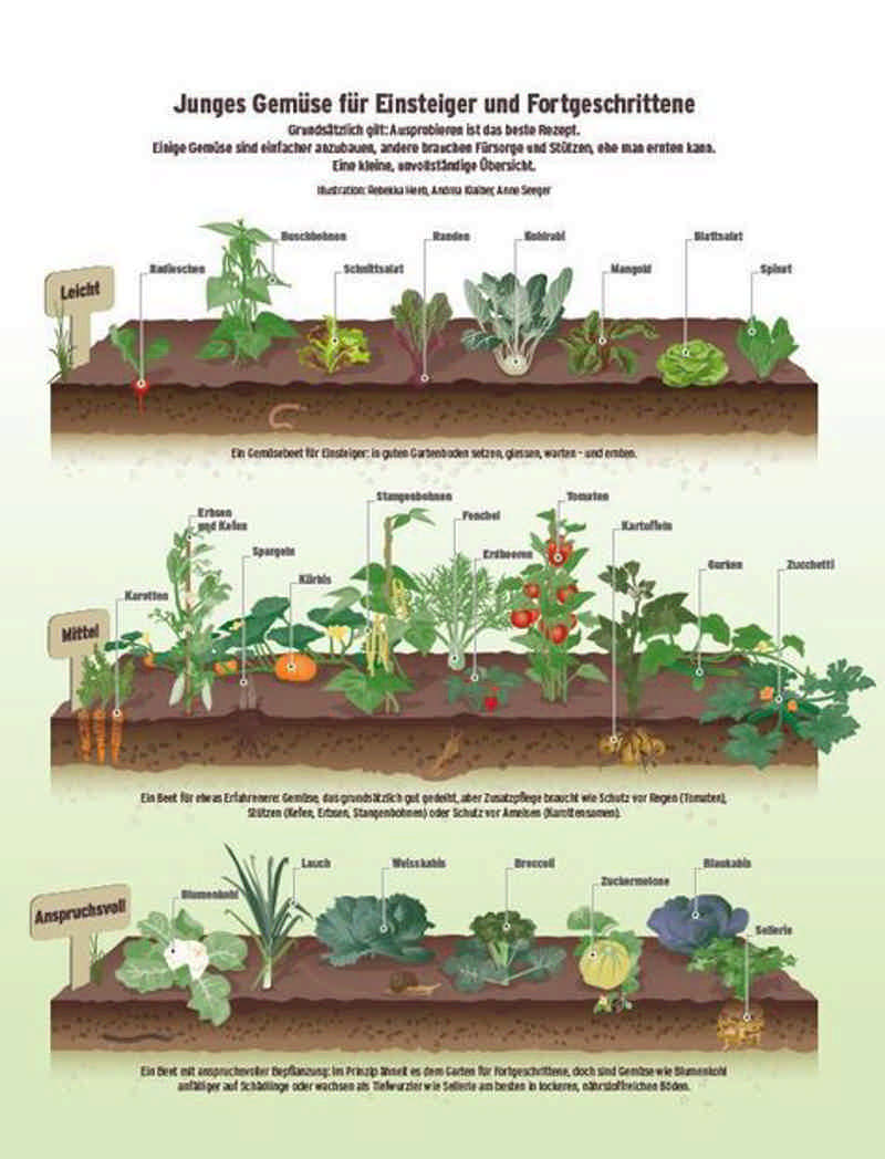 Gemüse richtig anbauen