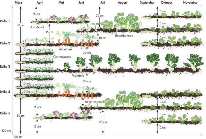 Selbstversorger-Garten: Gemüse pflanzen