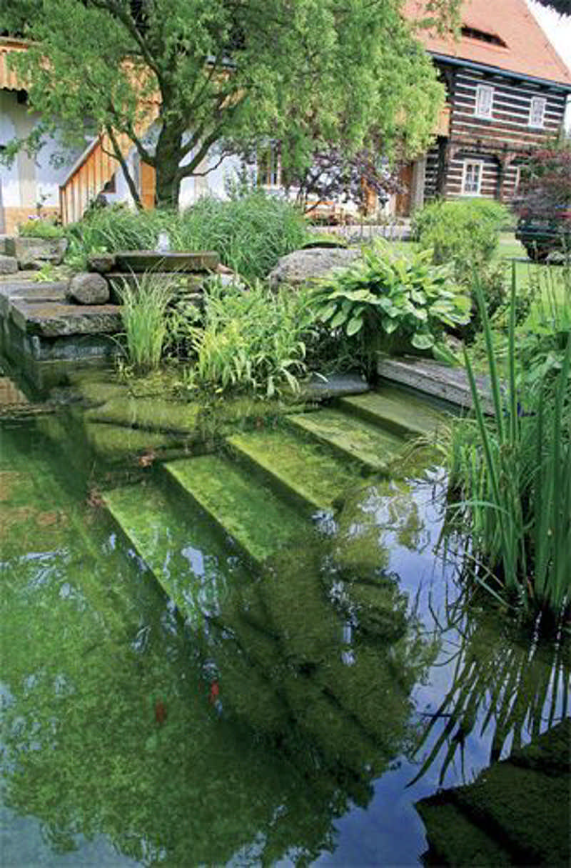 submerged, mossy steps