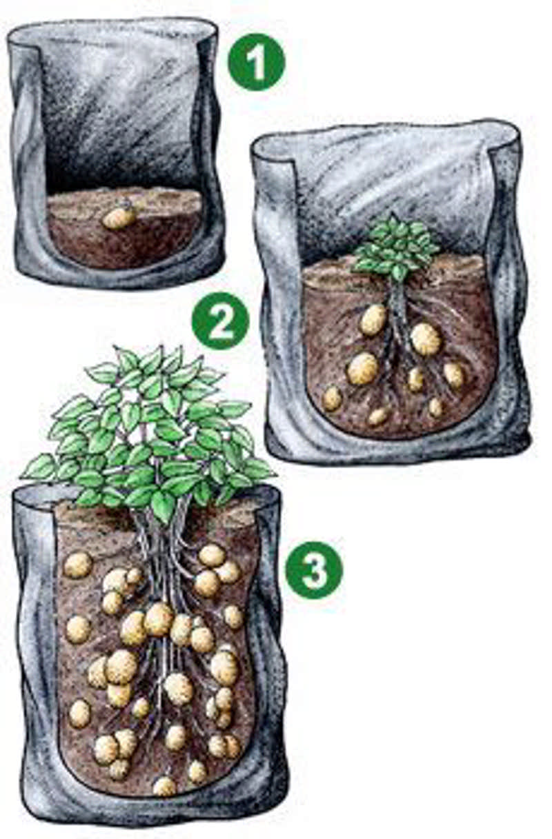 How to Plant and Grow Potatoes