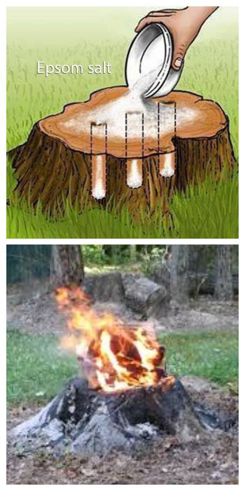 Easiest Way to Remove a Tree Stump Yourself Painlessly + Video - DIY Tutorials