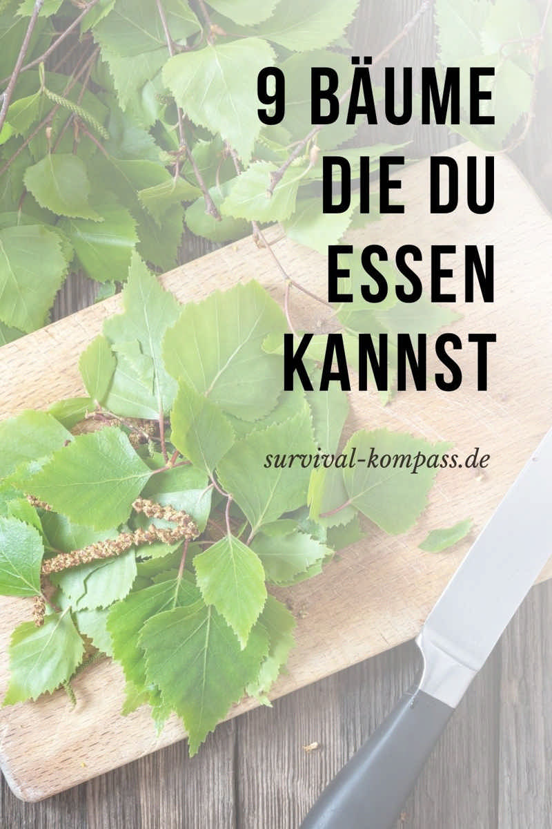 9 Bäume, die du essen kannst