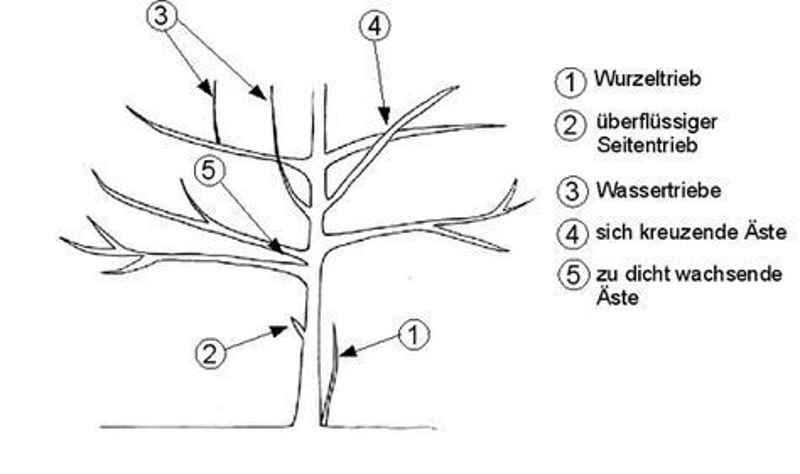 Die Kleingärtnerin - Gehölzschnitt