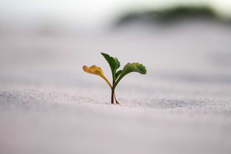 Cultivate a Growth Mindset by Stealing From Silicon Valley